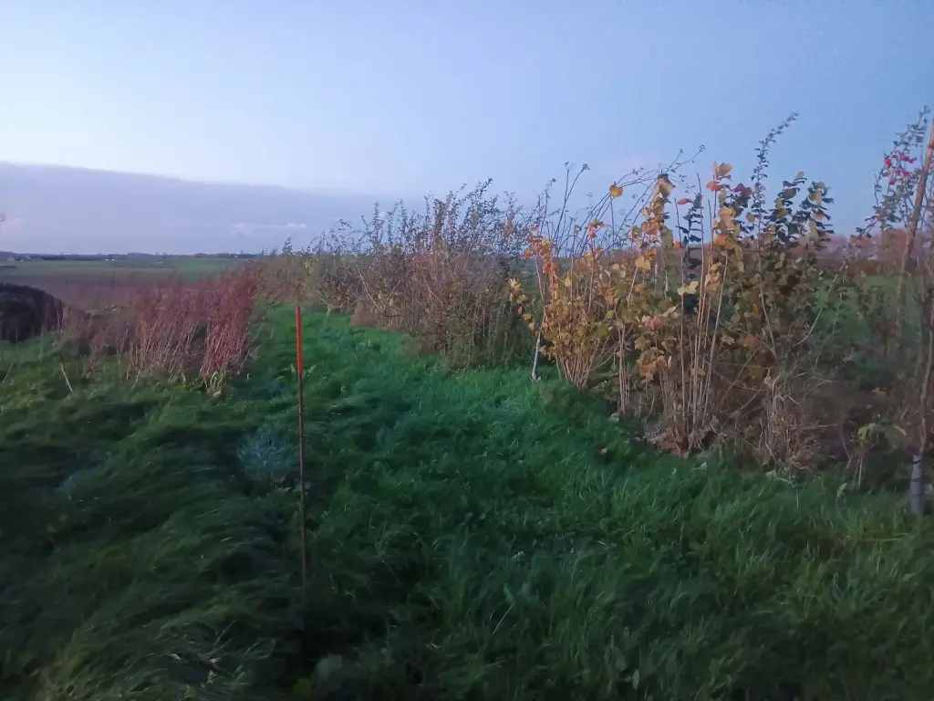 100m de haies (env. 200 plants) - plantation incluse !