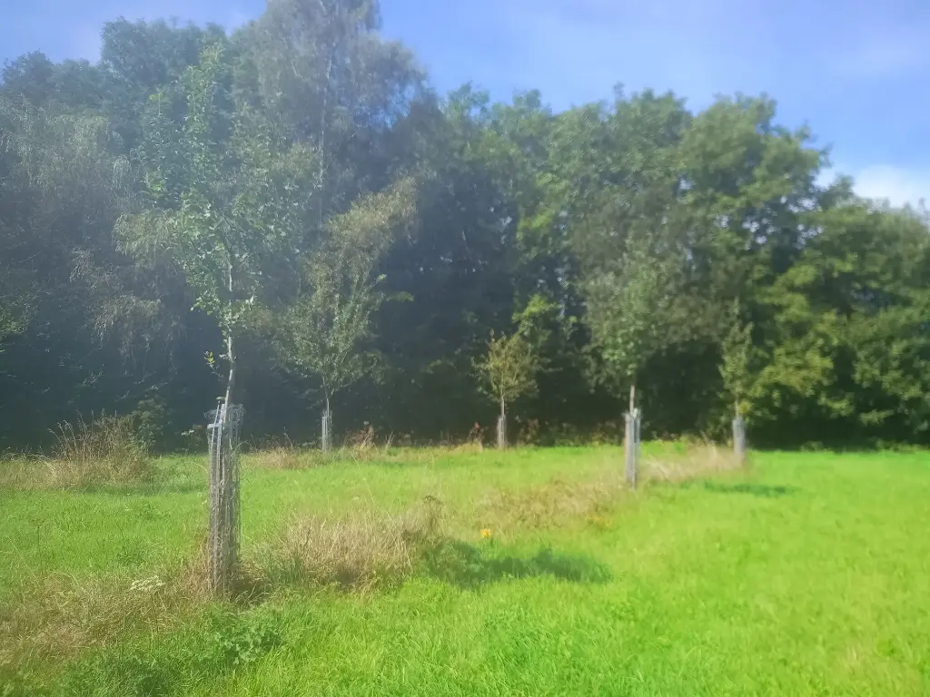 Plantation d'un arbre (dans les règles de l'art)